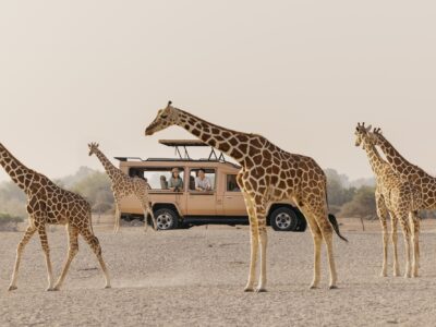 Free roaming wildlife at Arabian Wildlife Park, Sir Bani Yas Island